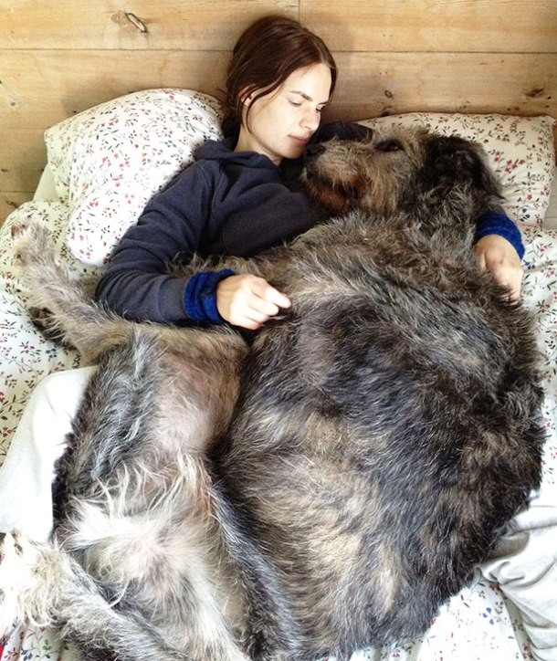 25 Dogs Who Don’t Know They’re Big