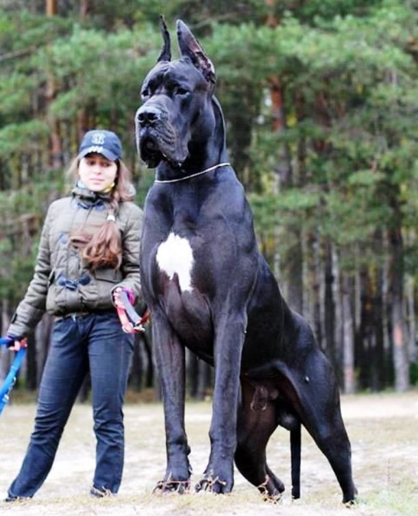 25 Dogs Who Don’t Know They’re Big