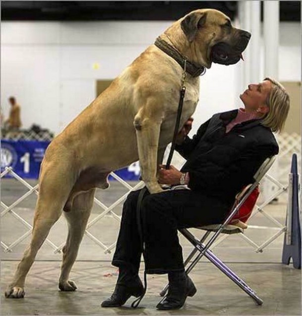 25 Dogs Who Don’t Know They’re Big