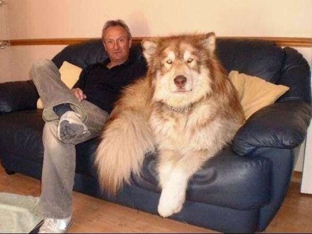 25 Dogs Who Don’t Know They’re Big