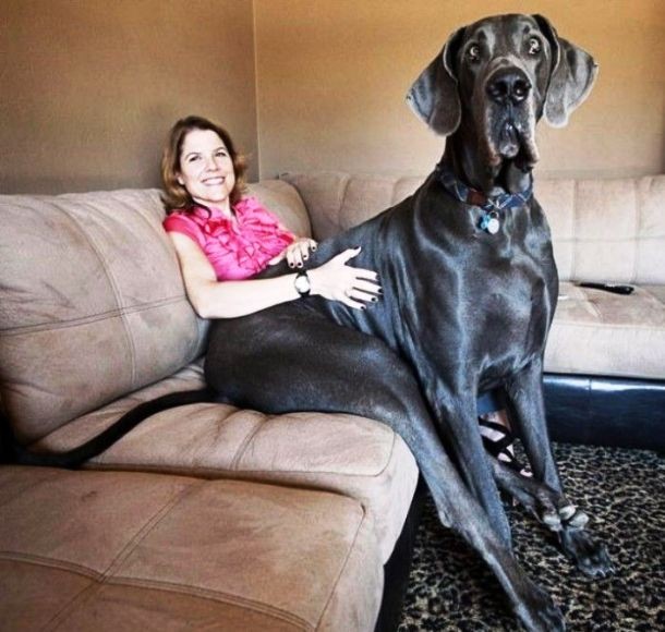 25 Dogs Who Don’t Know They’re Big