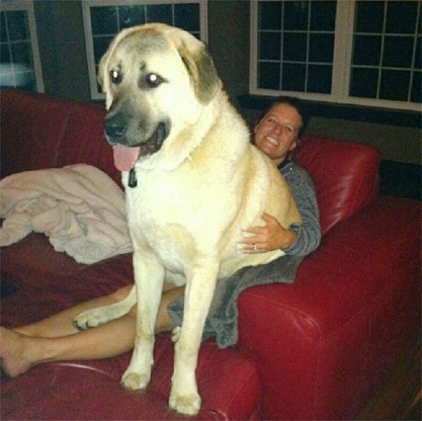 25 Dogs Who Don’t Know They’re Big