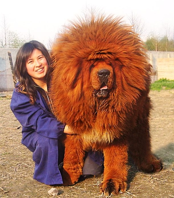 25 Dogs Who Don’t Know They’re Big