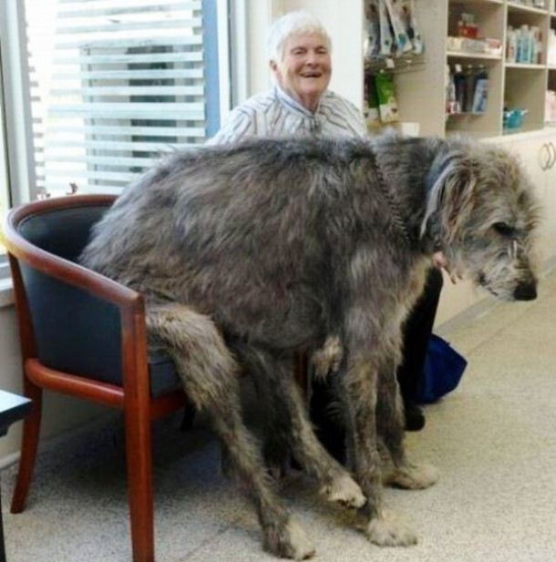 25 Dogs Who Don’t Know They’re Big