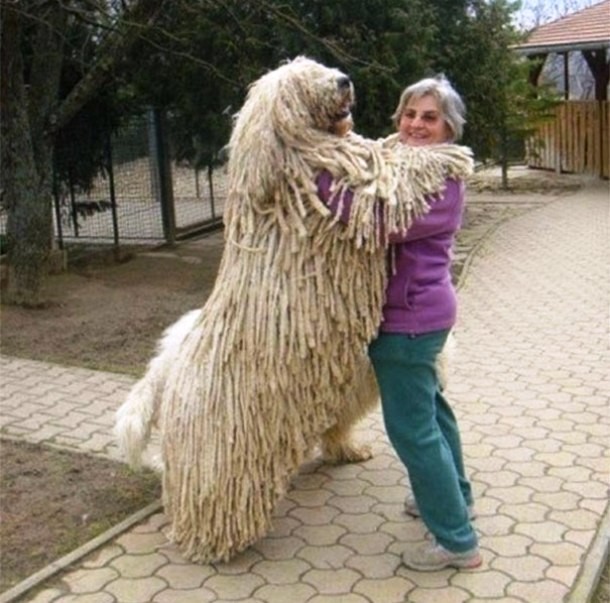 25 Dogs Who Don’t Know They’re Big