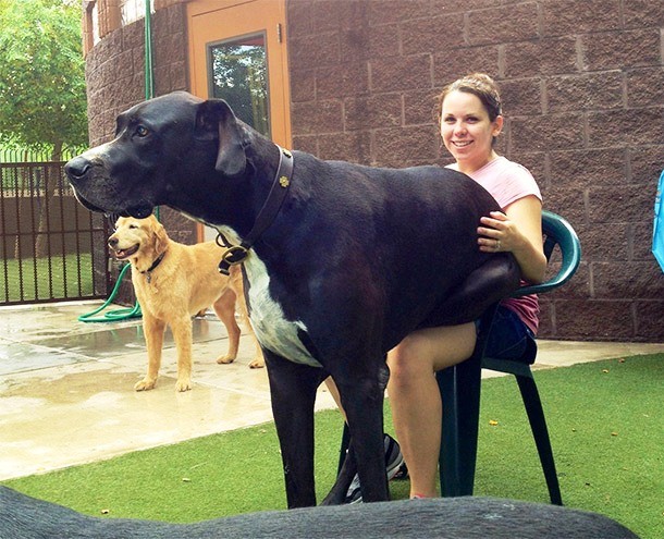 25 Dogs Who Don’t Know They’re Big