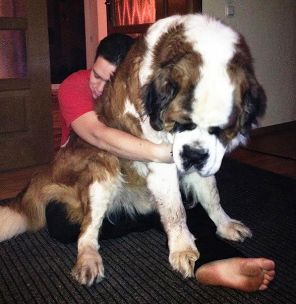 25 Dogs Who Don’t Know They’re Big