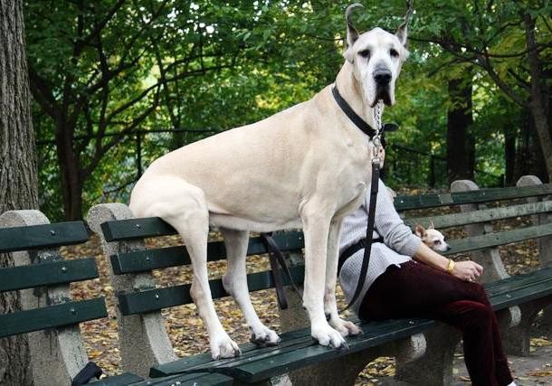 25 Dogs Who Don’t Know They’re Big