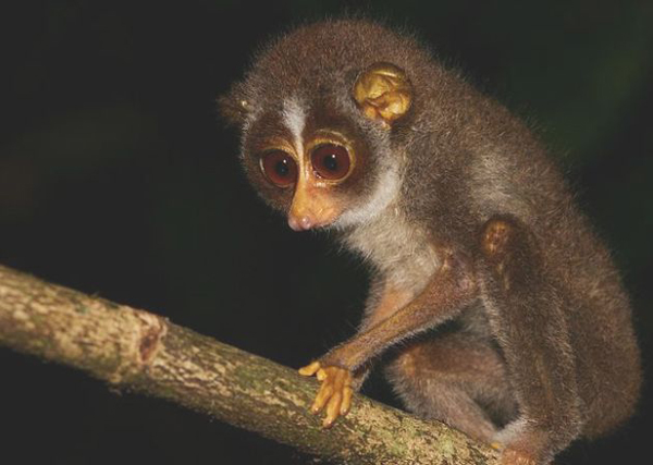 Smuggling things in your underwear is fairly common, but one man traveling from Dubai to New Delhi had a 7-inch Loris, a monkey native to India and Southeast Asia, tucked into his underpants. The Loris is often hunted for its alleged medicinal powers. Good thing the little fellow didn't want a banana.