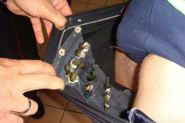 A Dutch traveler was detained at French customs after he was seen fidgeting and acting suspiciously. After a search, it was discovered why—he had about a dozen baby hummingbirds individually wrapped and hidden in the front of his underwear. The birds were not sedated and apparently unharmed.