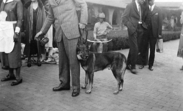 At the height of Rin Tin Tin’s fame, a chef prepared him a daily steak lunch. Classical musicians played to aid his digestion. The dog was quite a star.