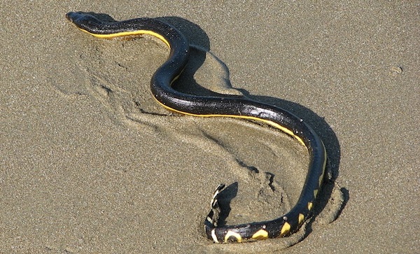 As if we don't have enough to worry about, El Niño is bringing more than just rain to California.

A highly venomous sea snake was spotted in Ventura County in November 2015. Though uncommon to the West Coast of the U.S., yellow-bellied sea snakes can be found in many parts of the world. They are usually spotted in the water swimming next to floating debris or by coral reefs. They use their venom to paralyze their prey, which is typically small fish.

The last sea snake species to be documented washed up on shore in 1972 in Orange County, which is about 100 miles south of Ventura County. Normally, yellow-bellied sea snakes are found in tropical waters closer to Baja, California and Central America.

Warmer water temperatures are bringing more tropical species to California, including hammerhead sharks, tropical fish and sea snakes.

Although venomous, Pauly said yellow-bellied sea snakes are generally harmless when left alone. Bites to humans normally occur when people try to handle the snakes.