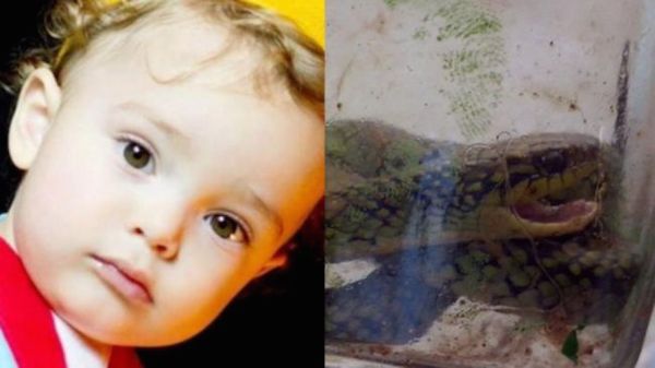 A 1-year-old Brazilian boy saved himself from a potentially venomous snake by killing it with a bite of his own. 

In November 2015, Jaine Ferreira went to check on her unusually quiet toddler Lorenzo at their home in Mostardas and discovered the toddler holding a snake in his mouth with blood on his hands and face. She said he was treating it as if it was one of his toys, and she and the boy's father had to wrestle the reptile out of his jaws.

Doctors examined the boy and found no signs that he had been bitten by the snake, which he killed by biting down close to the animal's head and identified the snake as a venomous pit viper.