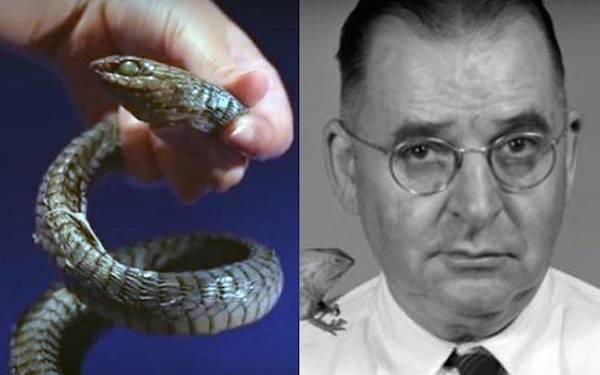 In 1957, herpetologist Karl P. Schmidt was working at the Chicago Natural History Museum and agreed to take a look at a snake brought in by the Lincoln Park Zoo. He immediately identified the snake as the highly venemous boomslang, and picked it up for closer examination. As he did, the reptile darted out and bit him on his left thumb, leaving two three-millimeter deep bloody puncture wounds. Instead of seeking further medical attention, he turned to his journal, and began recording the effects the venom was having on him:

"4:30 - 5:30 PM strong nausea but without vomiting. During a trip to Homewood went on a suburban train. 

5:30 - 6:30 PM strong chill and shaking followed by fever of 101.7. Bleeding of mucus membranes in the mouth began about 5:30, apparently mostly from gums.

8:30 PM ate two pieces of milk toast.

9:00 to 12:20 A.M. slept well. Urination at 12:20 AM mostly blood but a small amount. Took a glass of water at 4:30 AM, followed by violent nausea and vomiting, the contents of the stomach being the undigested supper. Felt much better and slept until 6:30 AM."

After waking, Schmidt continued on with his morning as usual. He ate breakfast and continued recording his medical reactions to the venom in his journal — a curious scientist up until the very end. 

“September 26. 6:30 AM Temperature 98.2. Ate cereal and poached eggs on toast and apple sauce and coffee for breakfast. No urine with an ounce or so of blood about every three hours. Mouth and nose continuing to bleed, not excessively.”

“Excessively” was the last word Schmidt entered in his diary. At about 1:30 p.m., he vomited and called his wife. By the time help arrived, he was unresponsive, covered in sweat, unable to talk. By 3 p.m. Schmidt was pronounced dead from “respiration paralysis.”

Some believe Schmidt's death was a case of curiosity killing the scientist. Others, however, note that, being an expert herpetologist, Schmidt would have known that boomslang antivenom was available only in Africa.