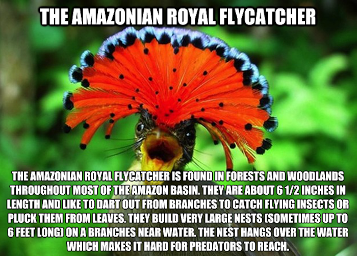 20 Bizarre Animals You’ve Probably Never Heard Of 