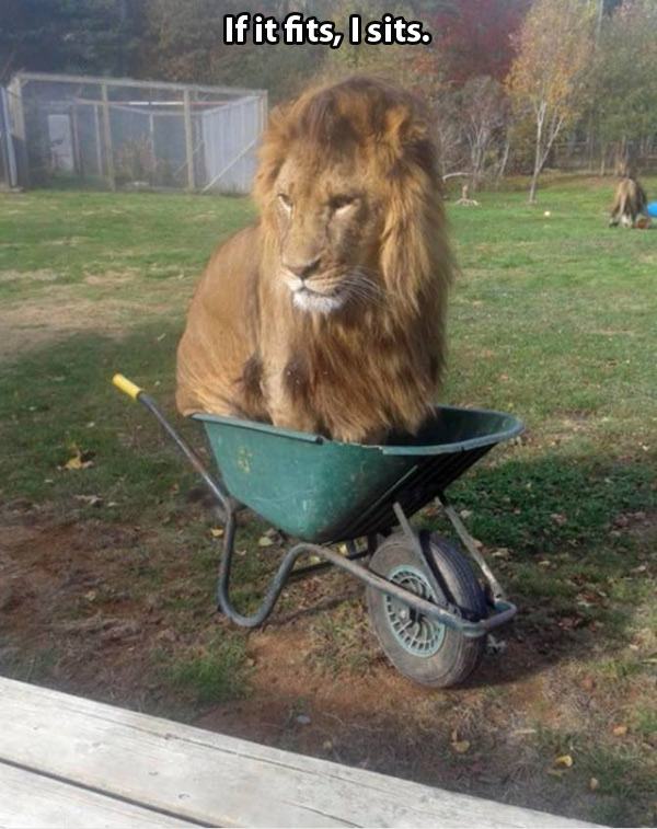 lion in wheelbarrow - If it fits, I sits.