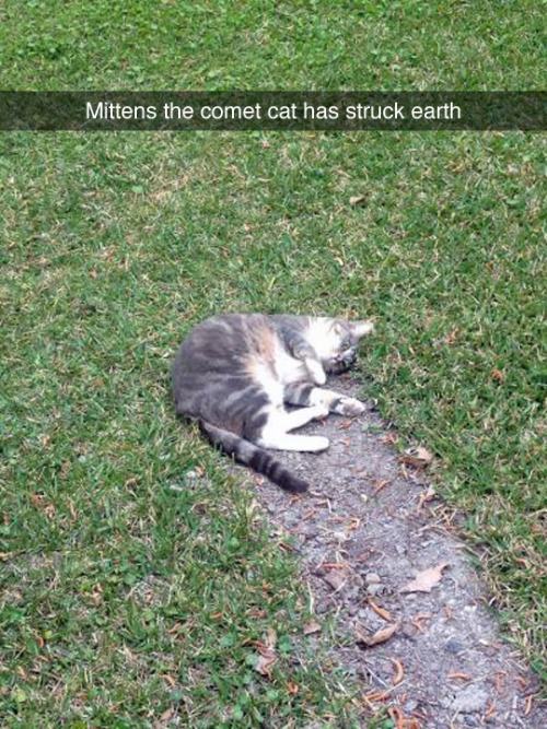 meteor cat - Mittens the comet cat has struck earth