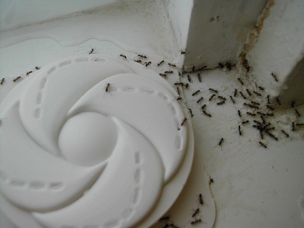 Sugar ants are a common sight in most of our kitchens. Rather than buying ant traps or spraying harsh chemical pesticides, sprinkle powdered cinnamon wherever you find the critters. (A bonus is that your kitchen and house will smell like fresh cookies.)