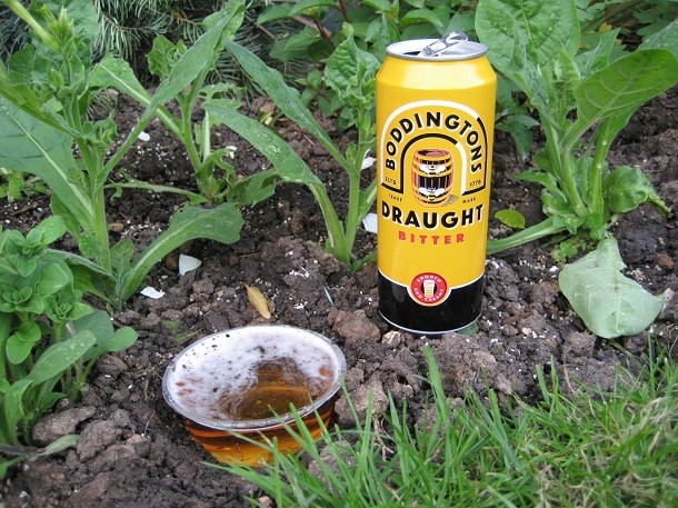 To stop a slug infestation, fill a plate or small container with beer and place it on the ground near the slugs – check back the next day for the intoxicated critters.