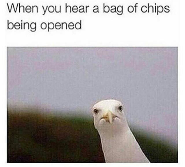 you hear a bag of chips being opened - When you hear a bag of chips being opened