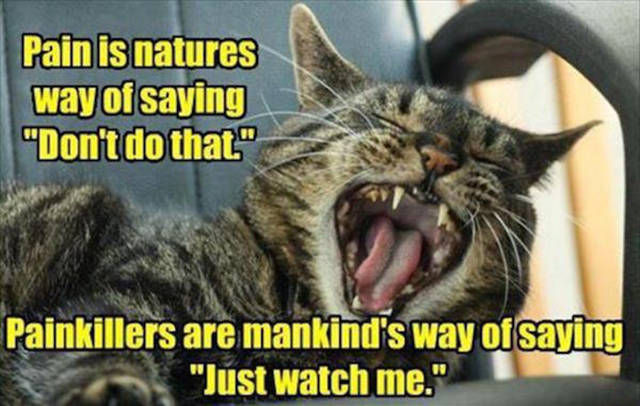 lolcat pain - Pain is natures way of saying