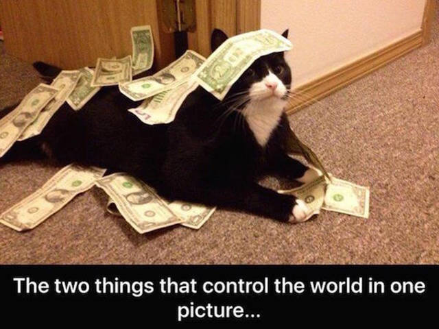 Funny meme of a picture of a cat covered in money and captioned that it is two of the world most powerful things in one picture.