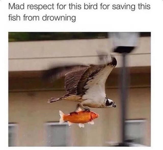 Funny meme of a picture of a bird 'rescuing' a fish from drowning. He gonna eat that fish.