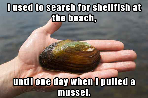 dad jokes - corny jokes of the day - I used to search for shellfish at the beach, until one day when I pulled a mussel.