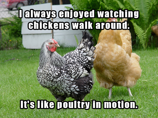 dad jokes - best backyard chickens - I always enjoyed watching chickens walk around It's poultry in motion.