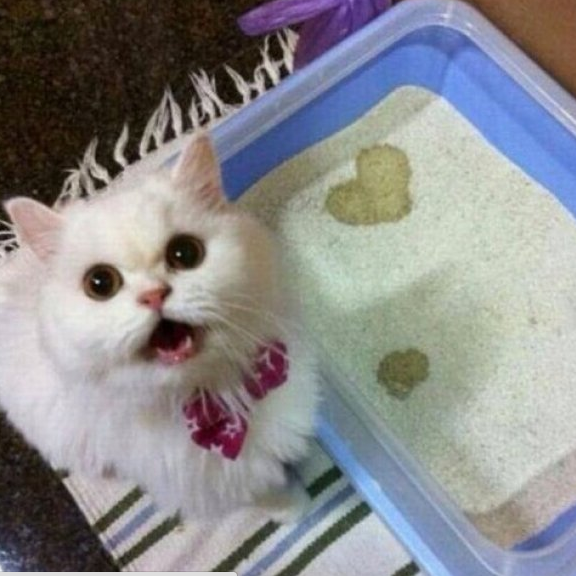 cat pee heart