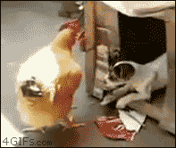 dog and chicken gif - 4GIFs.com