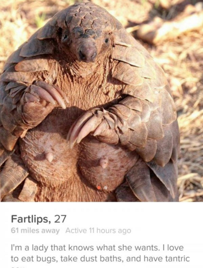 pangolin tatas - Fartlips, 27 61 miles away Active 11 hours ago I'm a lady that knows what she wants. I love to eat bugs, take dust baths, and have tantric