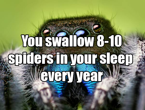Spiders mostly try to avoid us, including when we’re in bed. It would take a lot of unlikely circumstances to eat one 8 times a year.