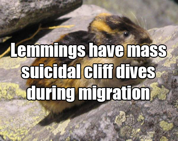 This was made popular in an early Disney Nature film that was shot on a soundstage, and the lemmings were actually pushed off the cliff by photographers.