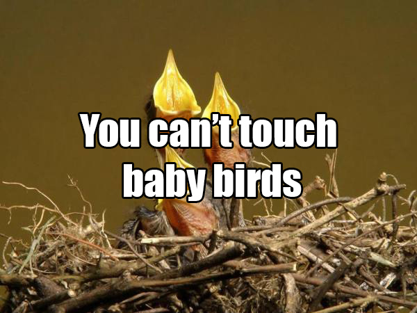 Some people think that if you try to help a baby bird that it’s mother will abandon it because of your scent. Birds actually don’t have a strong enough sense of smell to detect human scent on their babies. The myth was probably created to prevent human interference in wildlife.