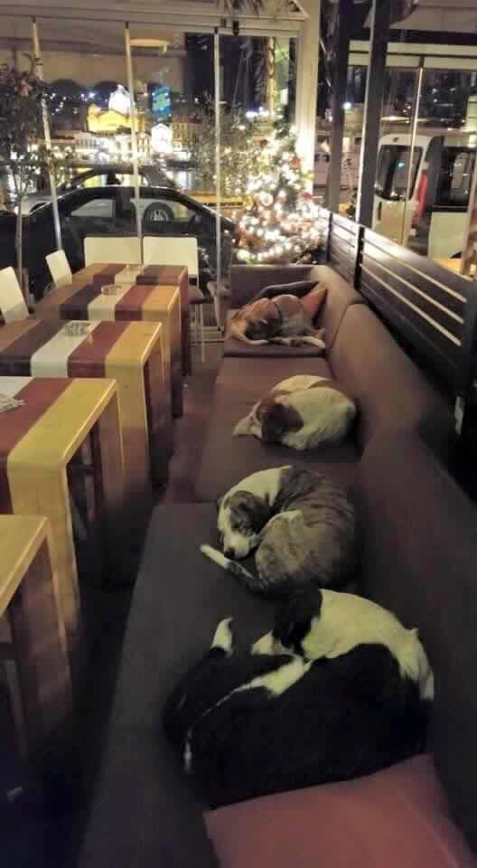 This is a coffee and pastry shop in Lesbos, Greece where the owner opens his doors every night for these poor, helpless and homeless dogs, so they can have a worm place to spend the night and not be outside in the cold.