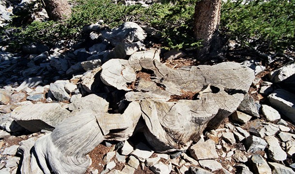 In 1964, Donald Rusk Currey a graduate student at UNC cut down a tree in the mountains of Nevada to study it. It was only revealed later that he had accidentally cut down the oldest living organism on Earth, a tree known as Prometheus that was more than 5,000 years old.
