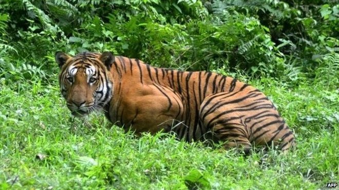 Did you know that India is home to around 70% of the world's tigers? Environment Minister Prakash Javadekar announced that the tiger population saw a 30% increase.