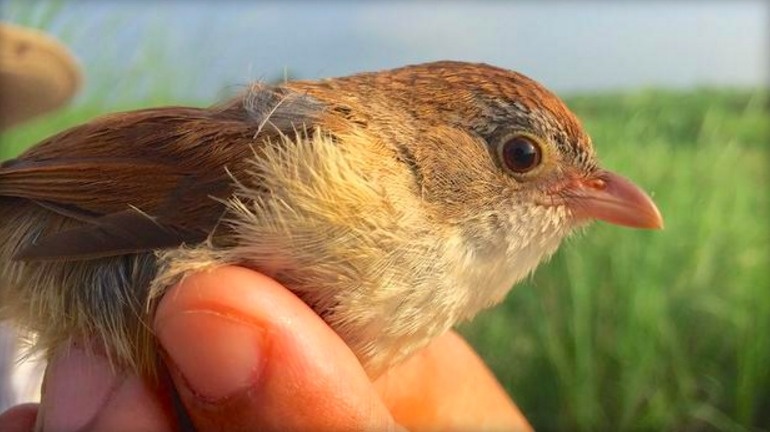 The Jerdon's babbler, a bird that has been marked as extinct for more than 70 years, was rediscovered in the grasslands of Myanmar.