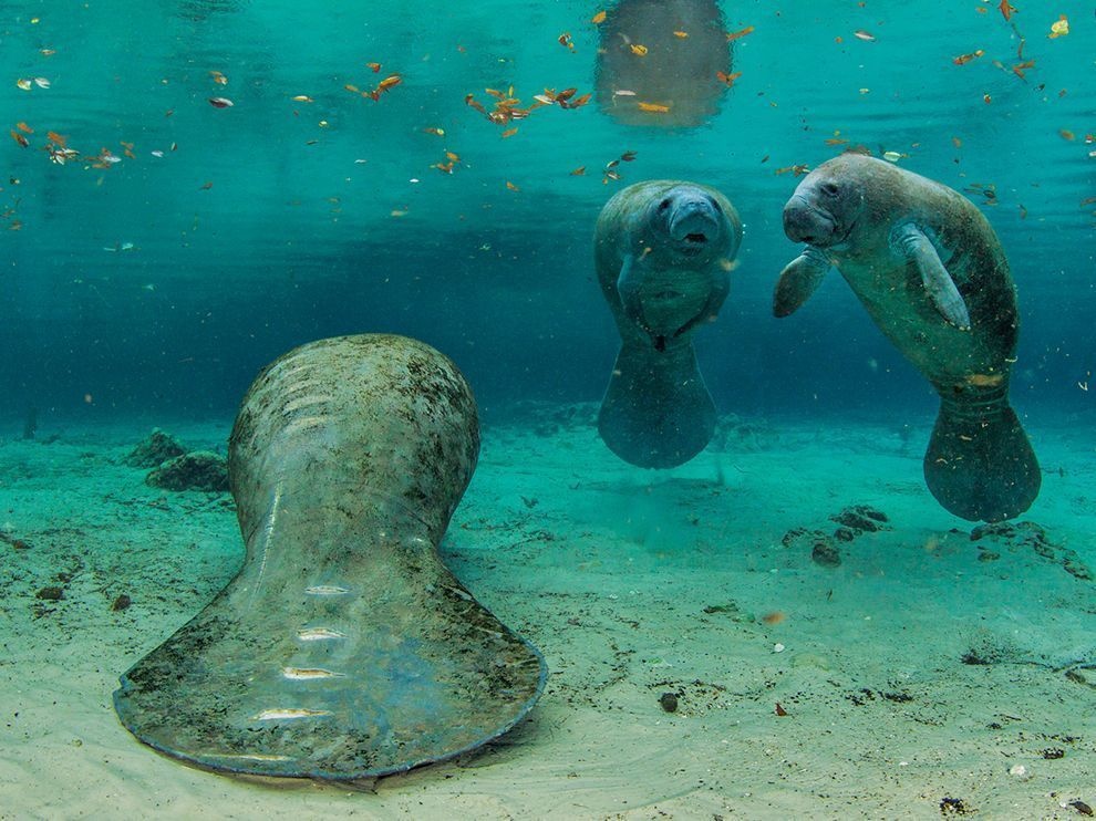 According to an annual survey conducted by state biologists in February, the number of manatees in Florida is at an all-time high. There were over 6,000 tallied.