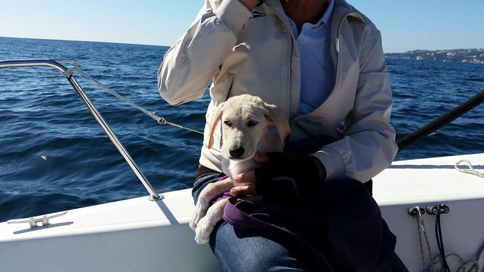 This puppy was lost at sea and rescued by Italian sailors.