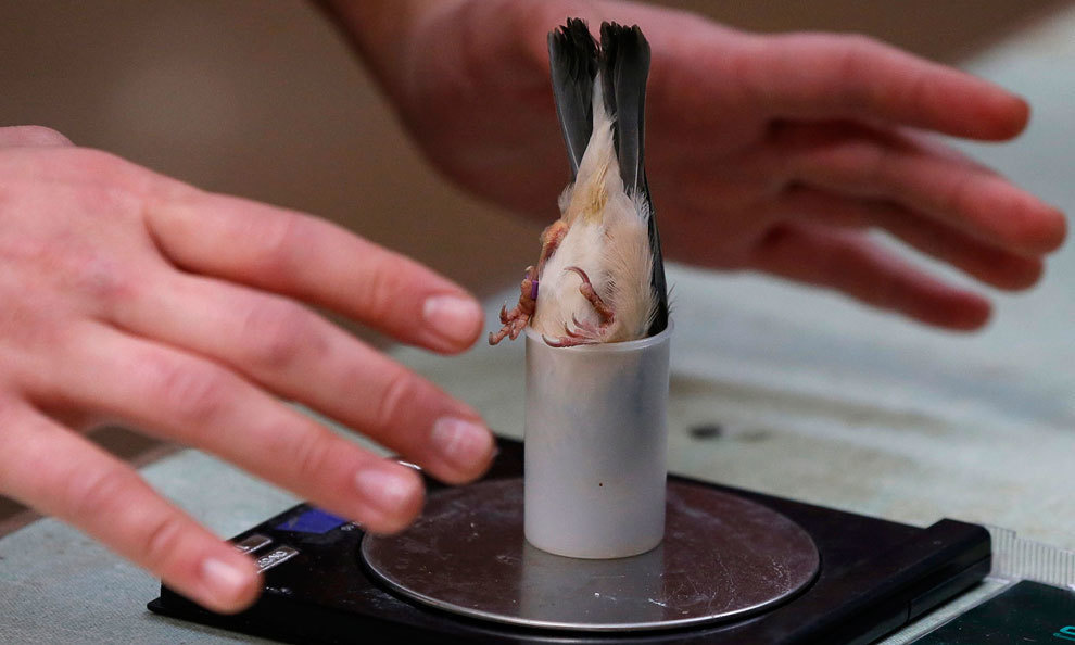 How birds are weighed by zoologists.