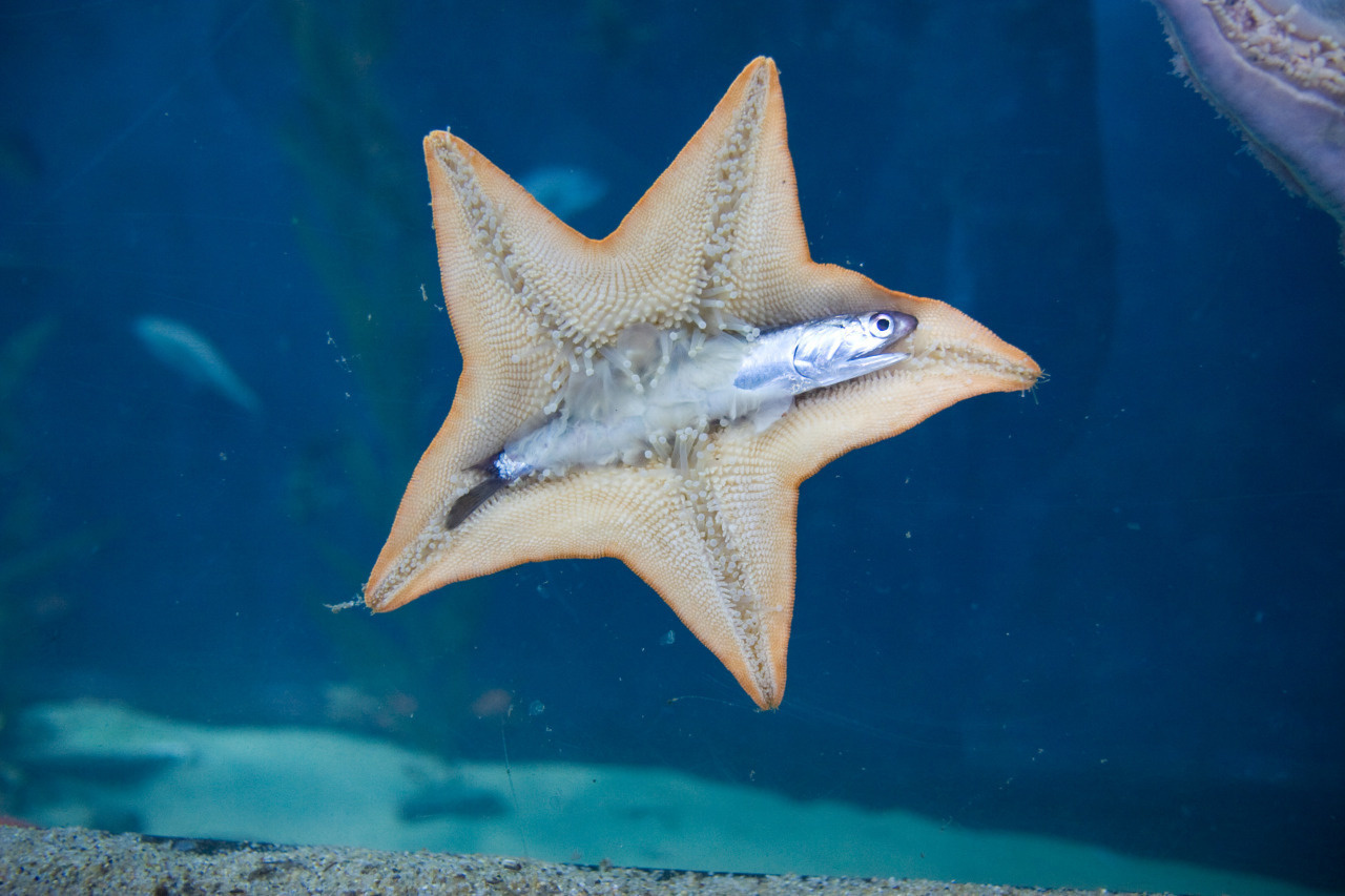 An anchovy in the process of being eaten by a starfish.