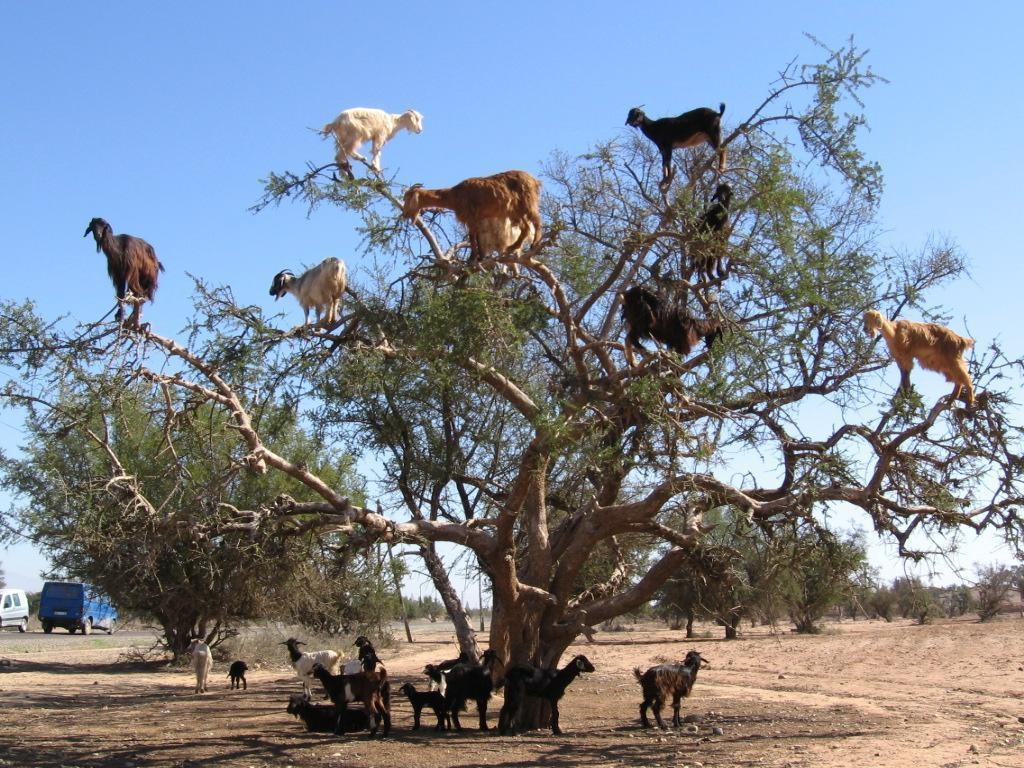 A group of goats looking for a new place to eat.