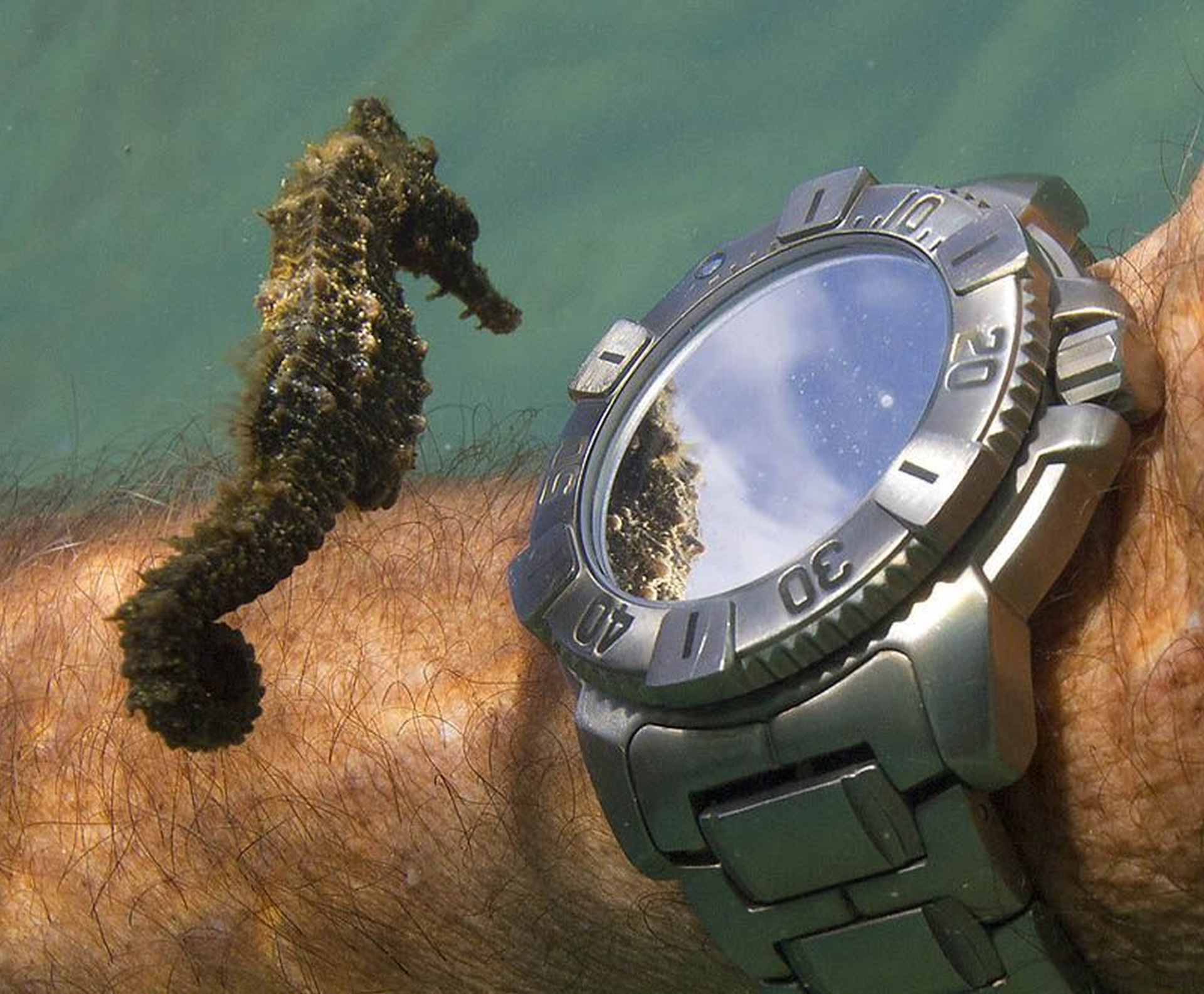 A still shot of a seahorse taking a moment to gaze at a diver's watch.