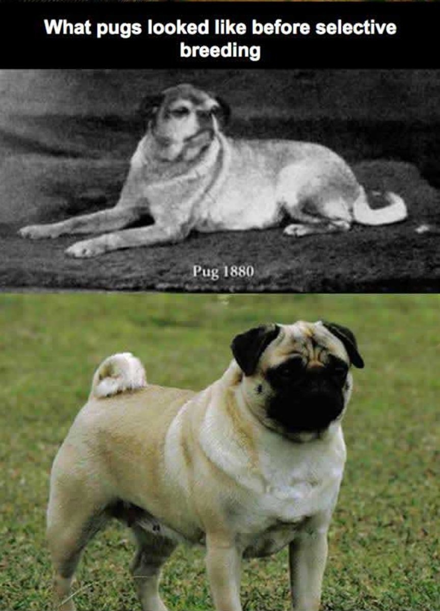 What pugs looked like then compared to now (prior to selective breeding).