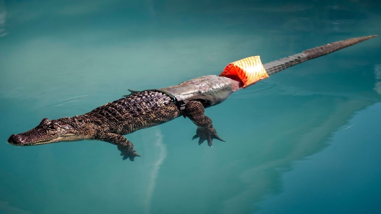 The world's first prosthetic tail ever for an alligator created to help it swim.