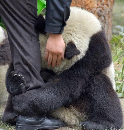 A scared panda holds onto a police officer after an earthquake