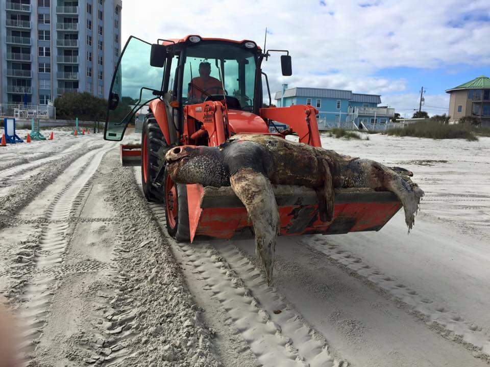 Massive 1000lb dead leatherback turtle washed ashore