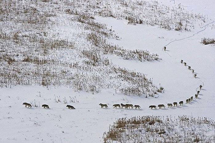 A massive pack of 25 timberwolves hunting bison on the Arctic circle in northern Canada